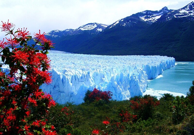 Glacier with Red Flowers — Blue
