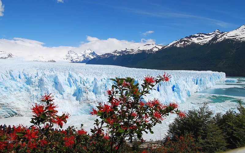 Glacier with red flowers
