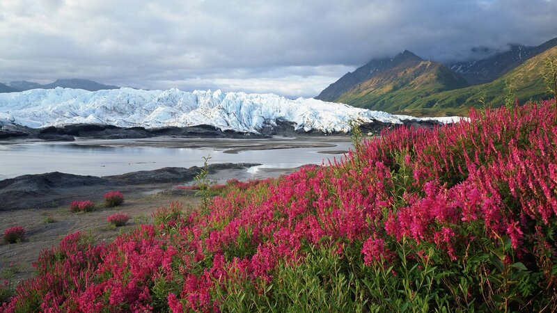 Glacier with Wildflowers — Pink