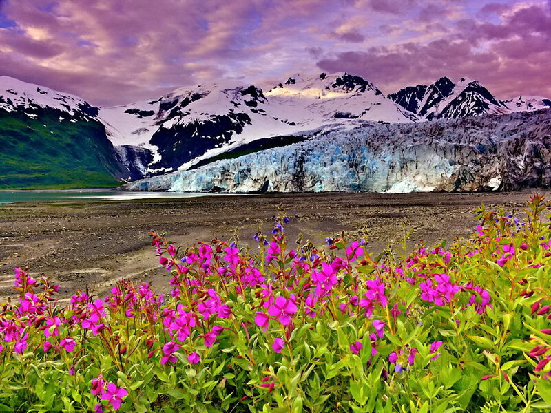 Glacier with Wildflowers — Purple