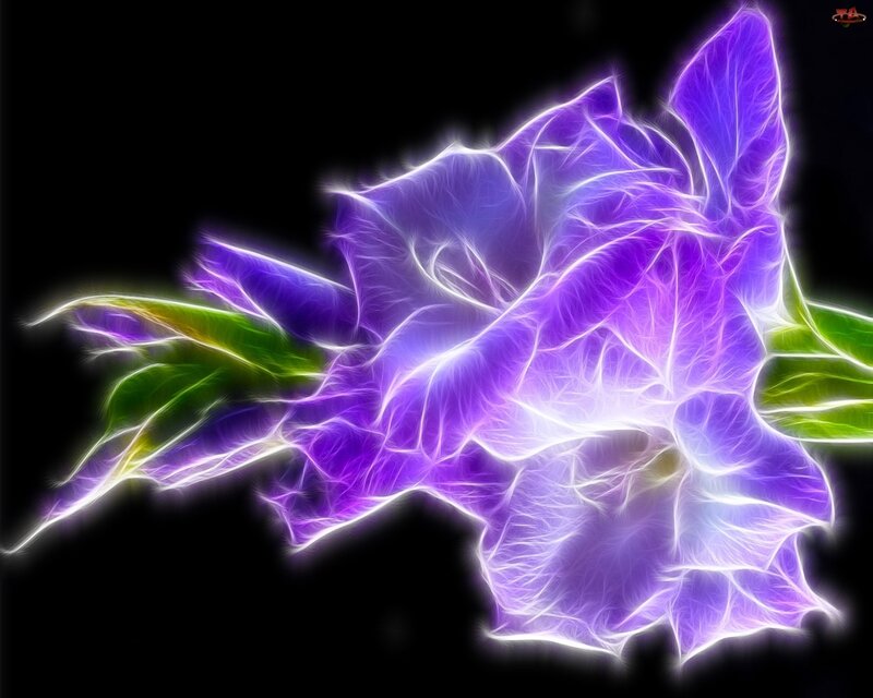 Gladiolus Flower — Purple