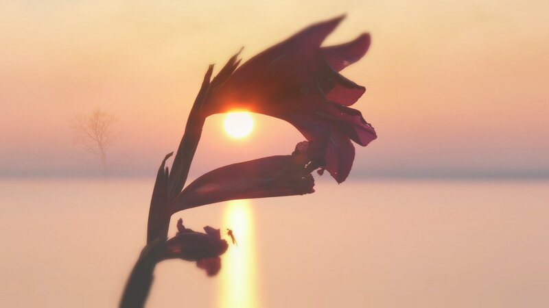 Gladiolus Flower Silhouette
