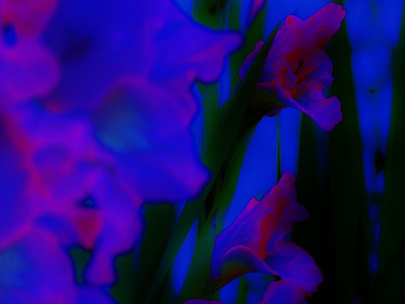 Gladiolus Flowers — Blue
