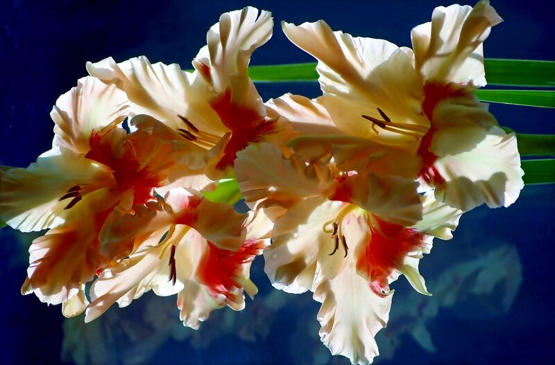 Gladiolus Flowers — Cream