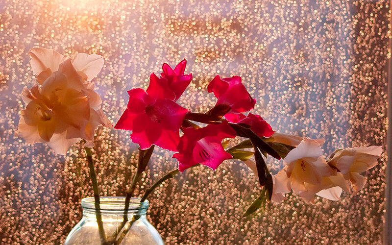 Gladiolus Flowers in Vase — Red