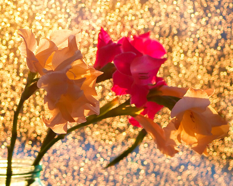 Gladiolus Flowers in Vase