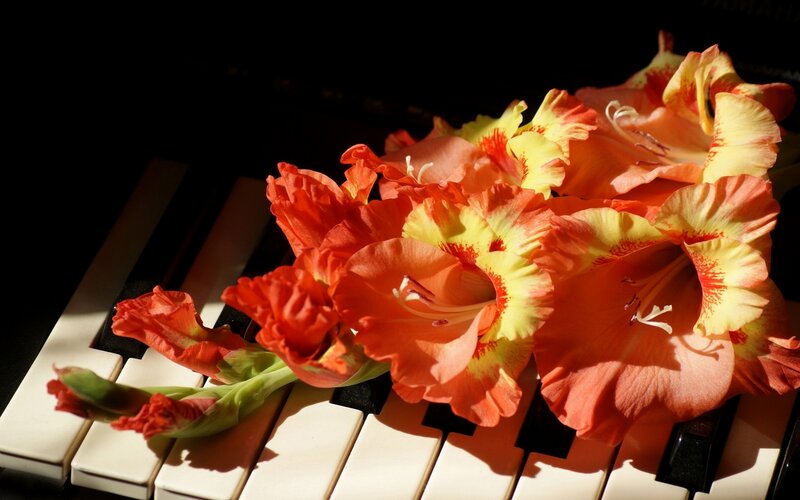 Gladiolus Flowers on Piano