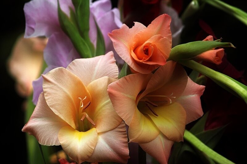 Gladiolus Flowers — Orange, Dramatic, Photograph