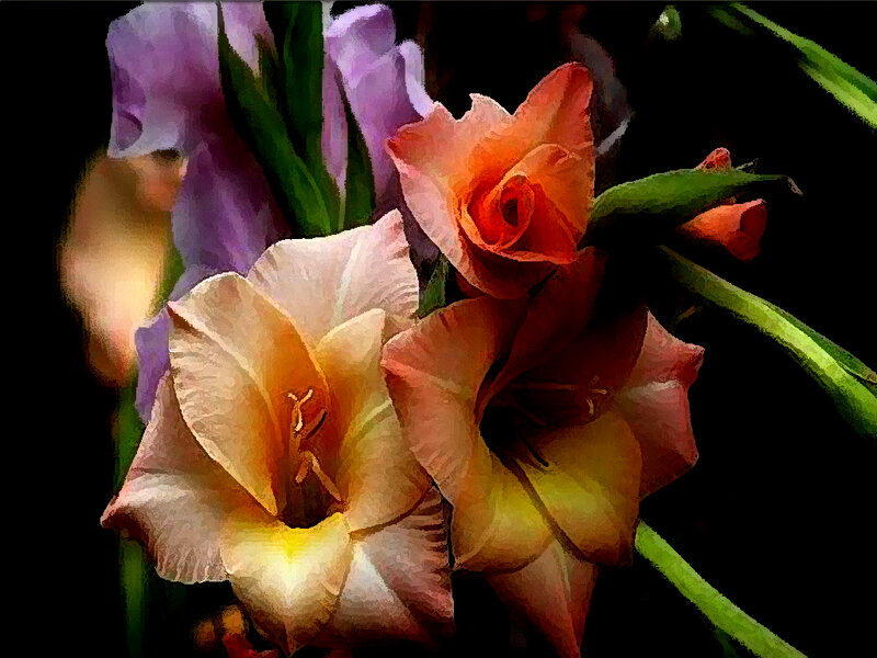 Gladiolus Flowers — Orange, Dramatic