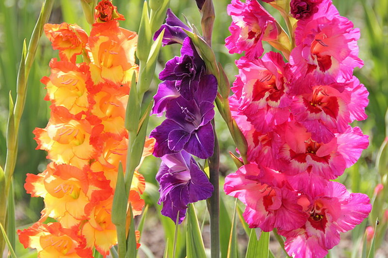 Gladiolus Flowers — Orange