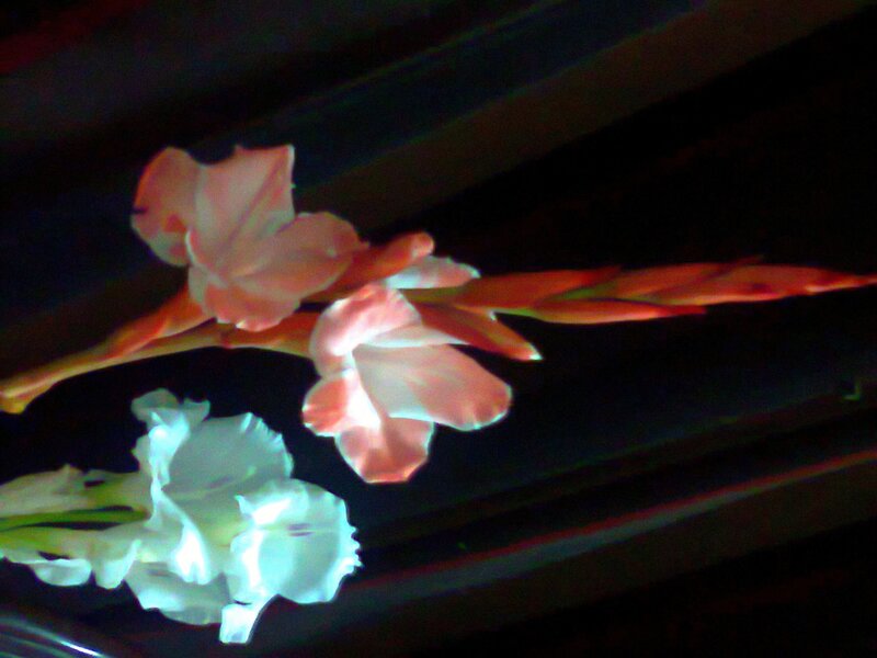 Gladiolus Flowers — Pink, Dramatic, Night, Photograph