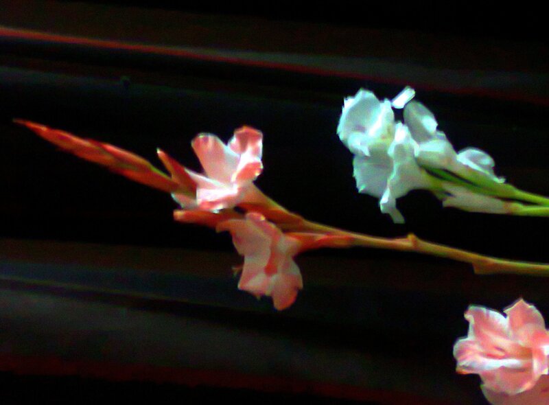 Gladiolus Flowers — Pink, Dramatic, Night