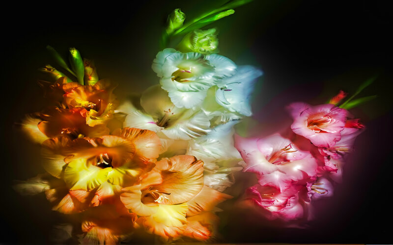Gladiolus Flowers — Pink, Dramatic, Photograph