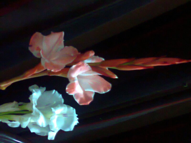 Gladiolus Flowers — Pink, Dramatic