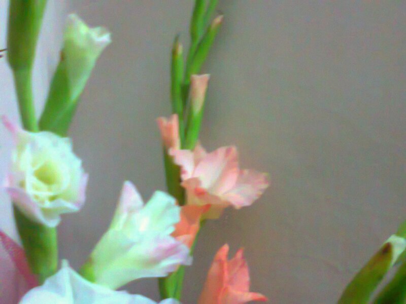 Gladiolus Flowers — Pink