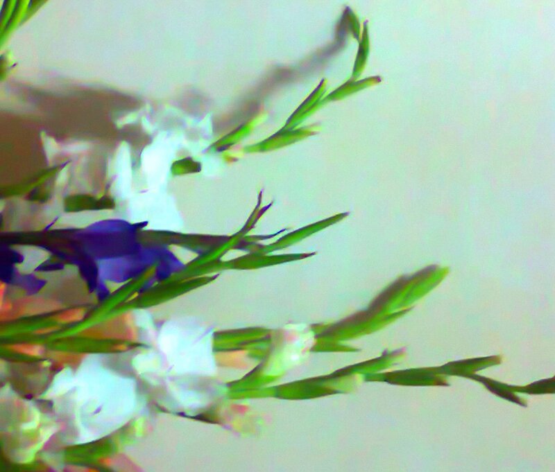 Gladiolus Flowers