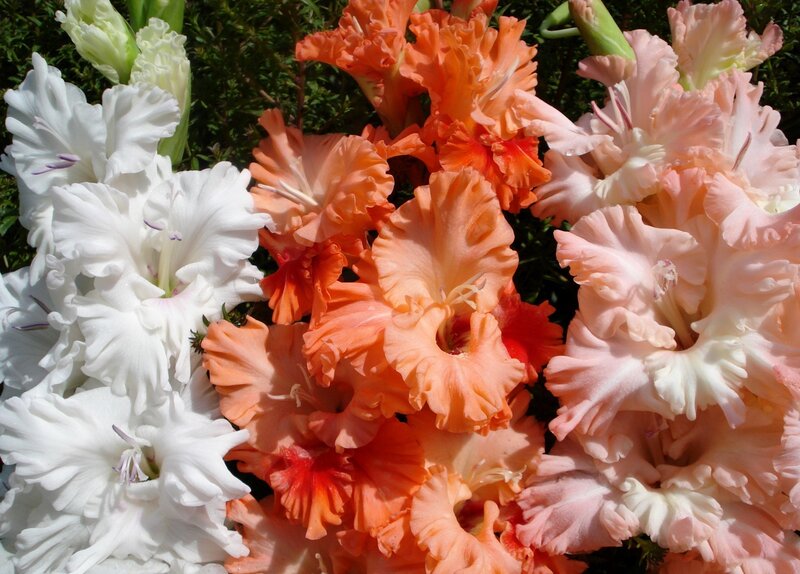 Gladiolus Flowers — White
