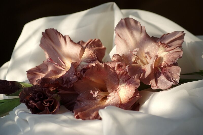 Gladiolus flowers with dew
