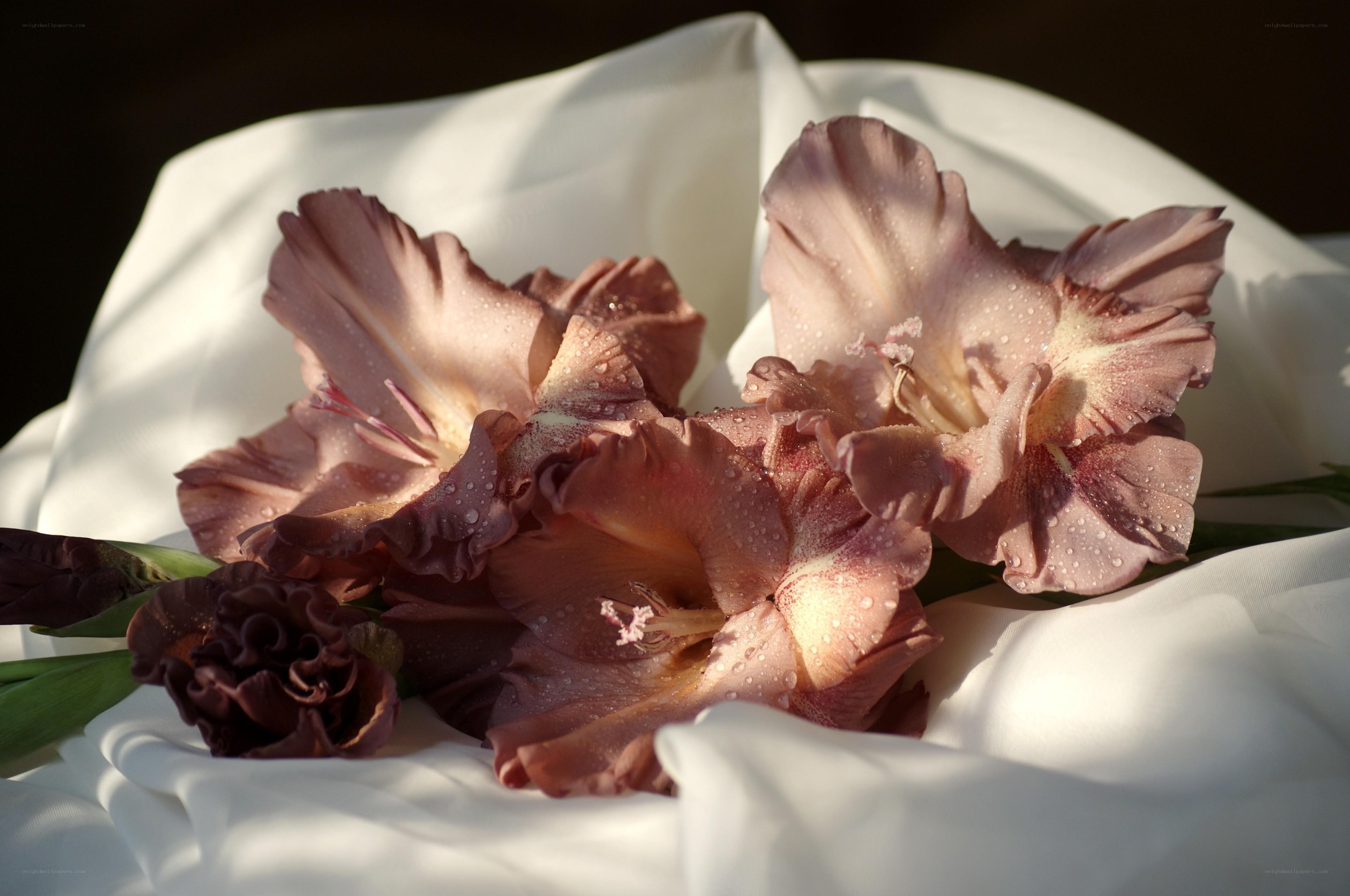 Gladiolus flowers with dew