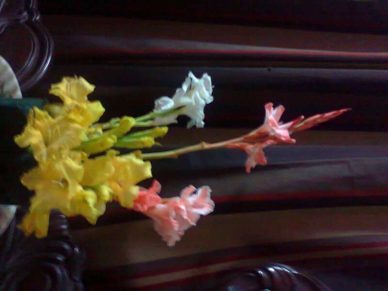 Gladiolus Flowers — Yellow, Calm