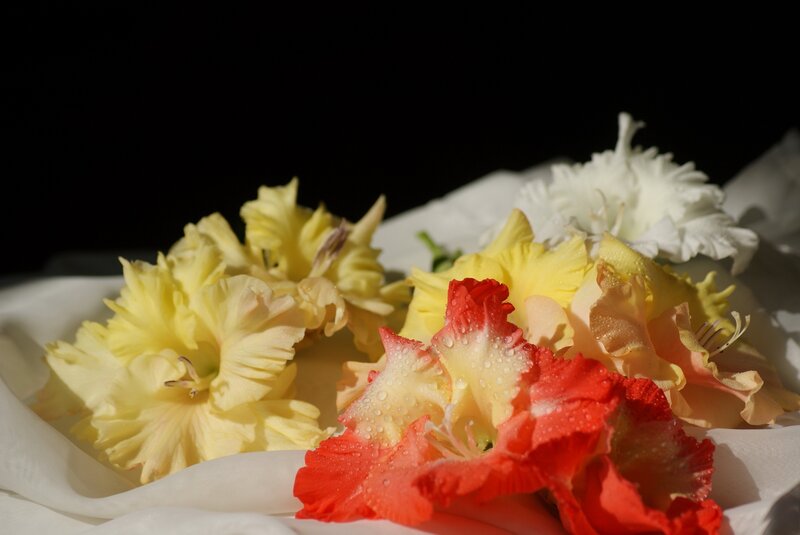 Gladiolus Flowers — Yellow, Dramatic