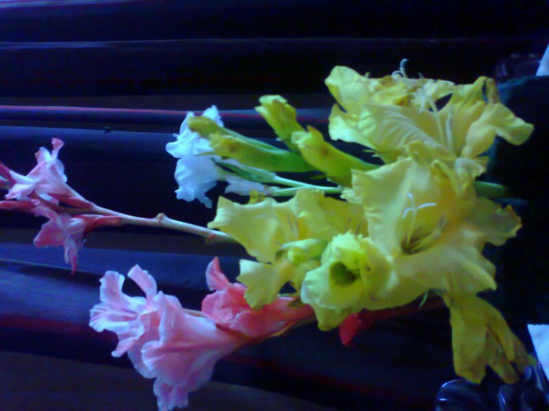 Gladiolus Flowers — Yellow