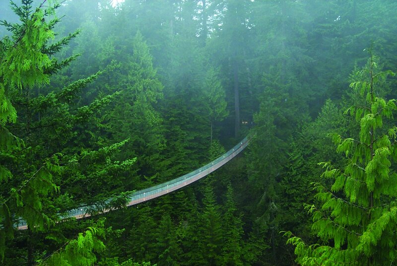 Glass Bridge in Forest