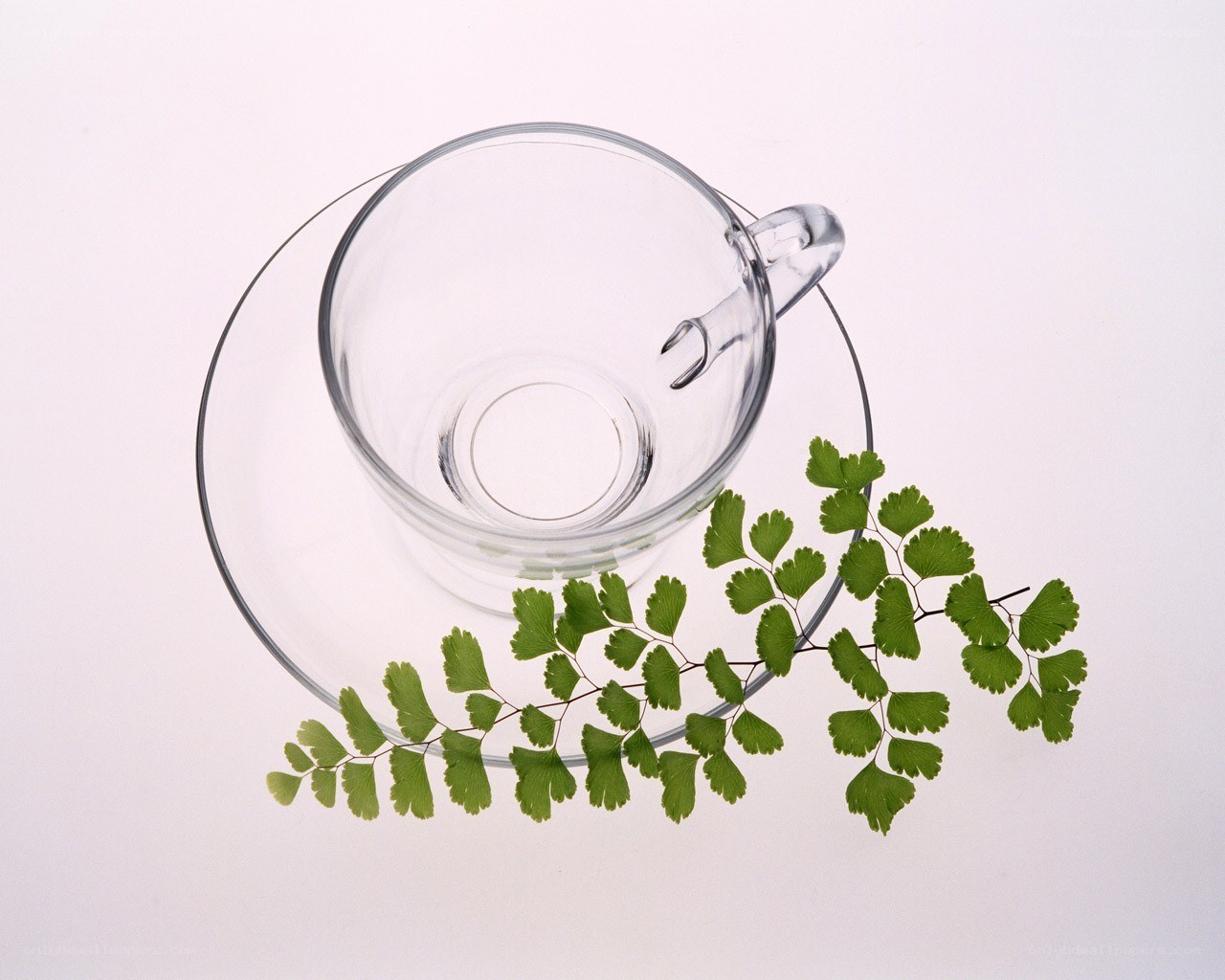 Glass cup with green leaves