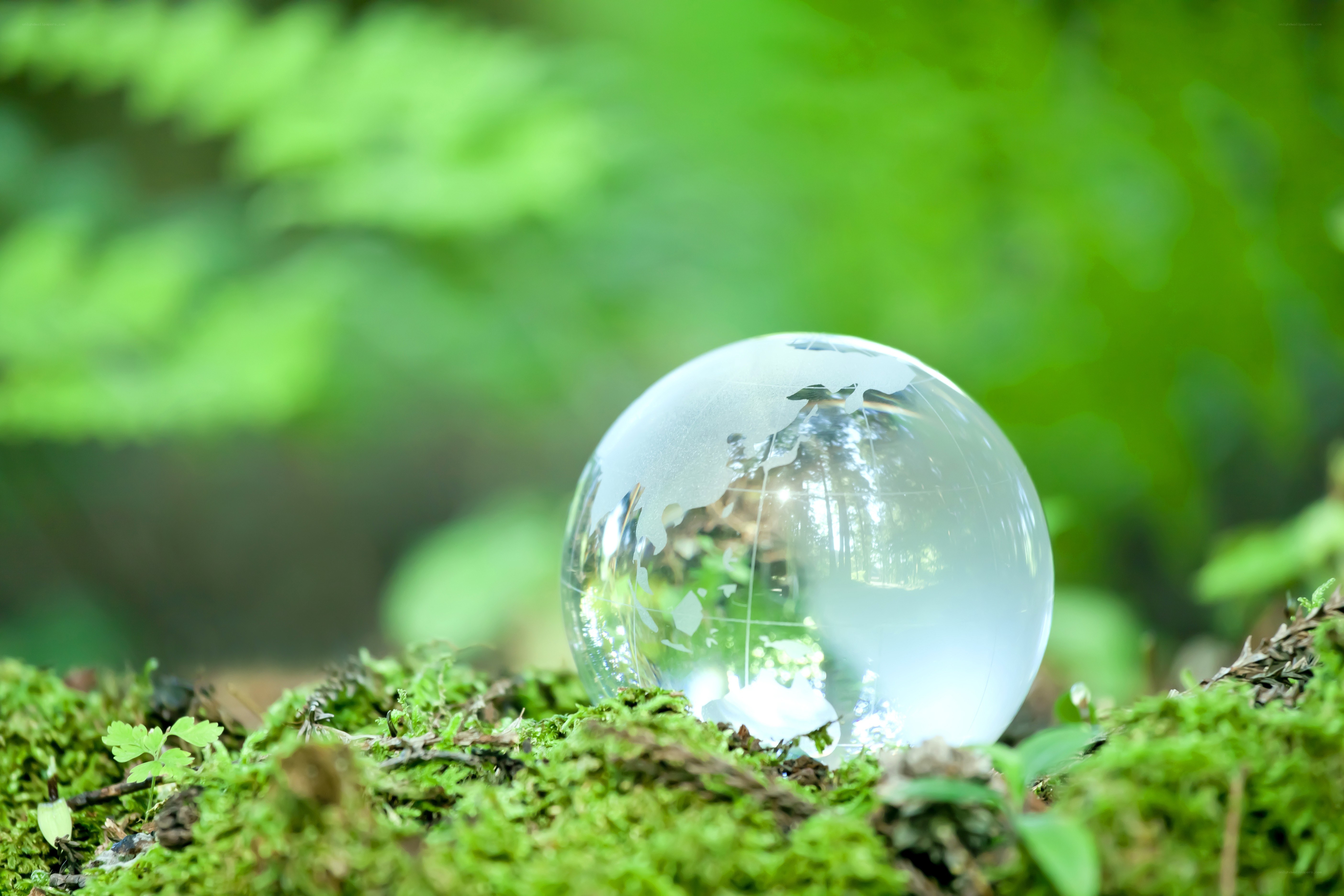 glass globe on moss