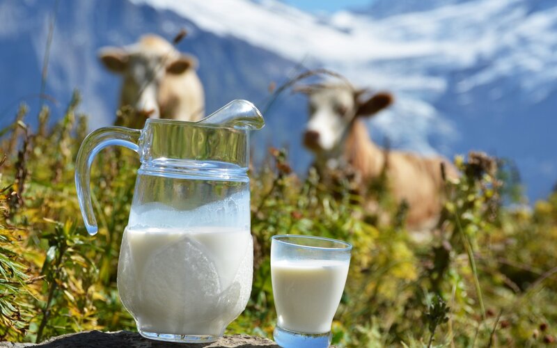 Glass Pitcher of Milk