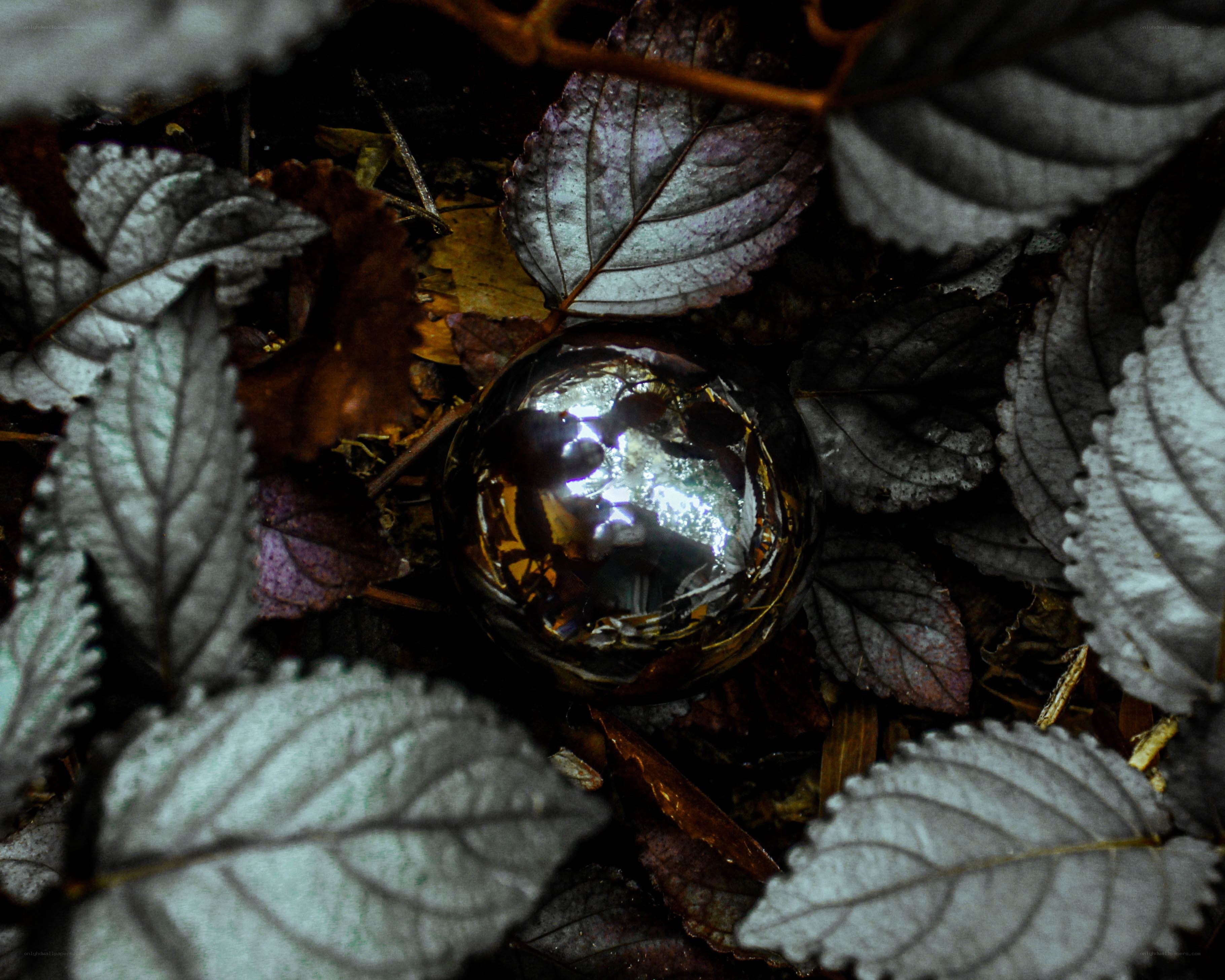 glass sphere among leaves