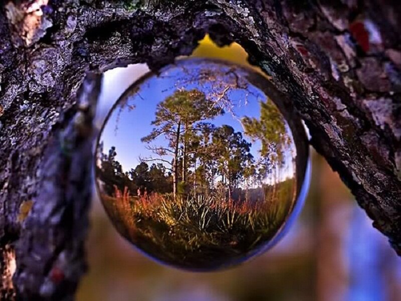Glass Sphere in Tree