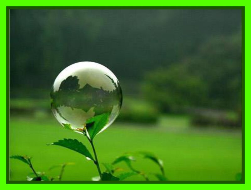 Glass Sphere on Plant
