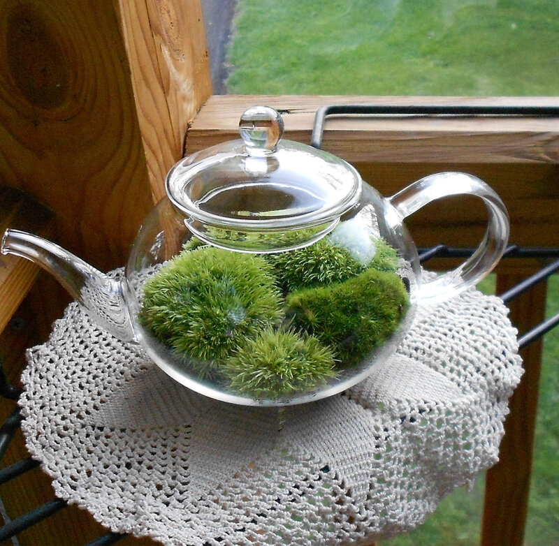 Glass Teapot with Moss