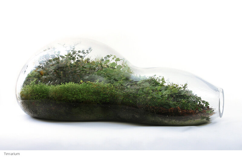 glass terrarium with green plants