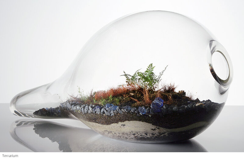 Glass terrarium with plants