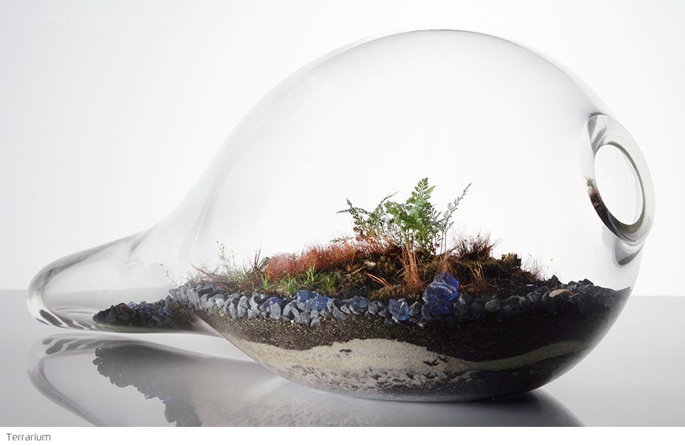 Glass terrarium with plants