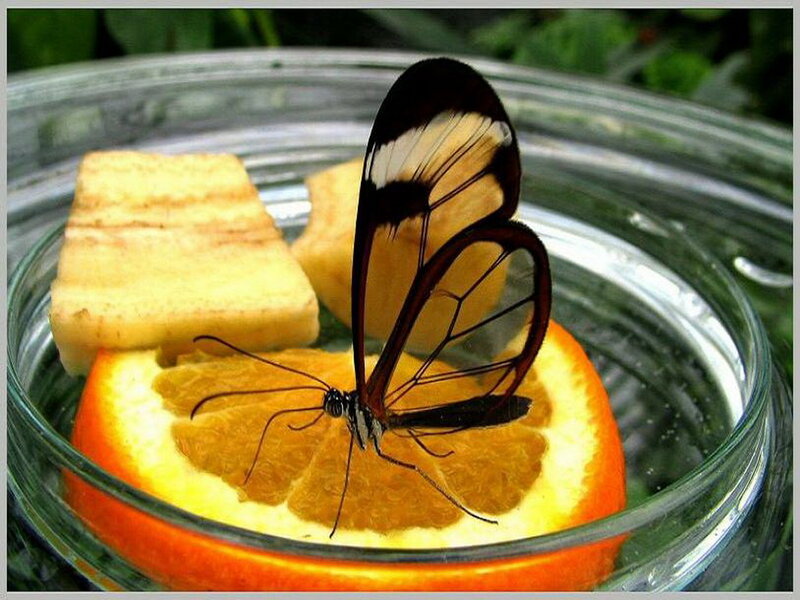 Glass-winged Butterfly