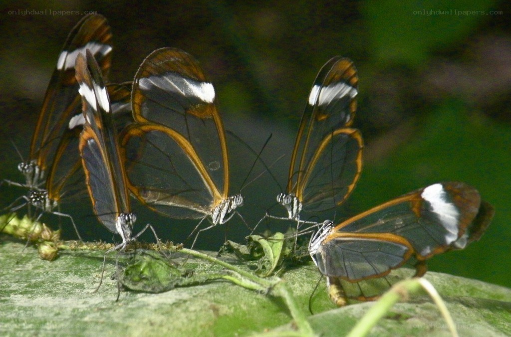 Glasswing butterflies on a leaf