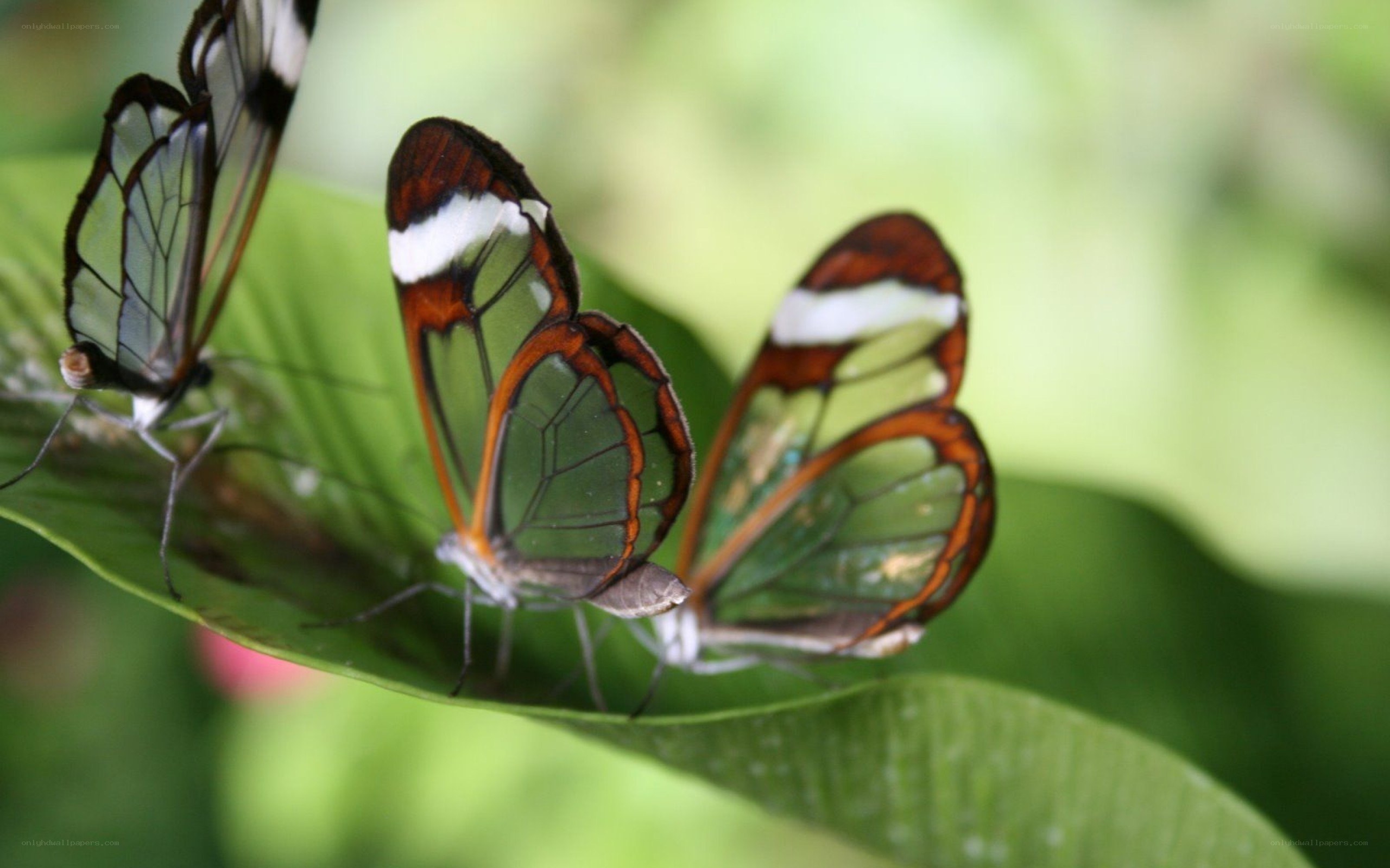 Glasswing butterflies on a leaf