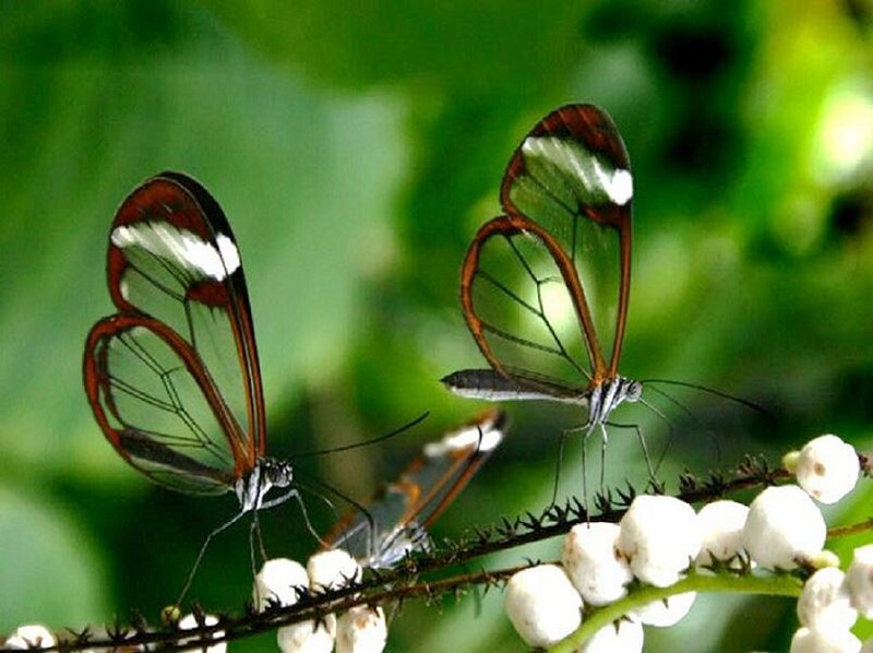 Glasswing butterflies on flowers
