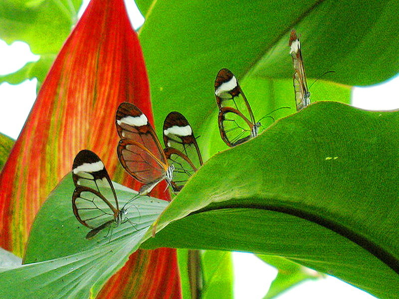 Glasswing Butterflies