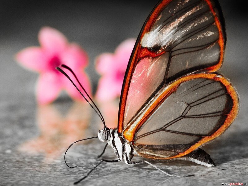 Glasswing Butterfly — Black, Calm