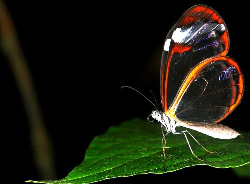 Glasswing Butterfly — Black, Dramatic, Photograph