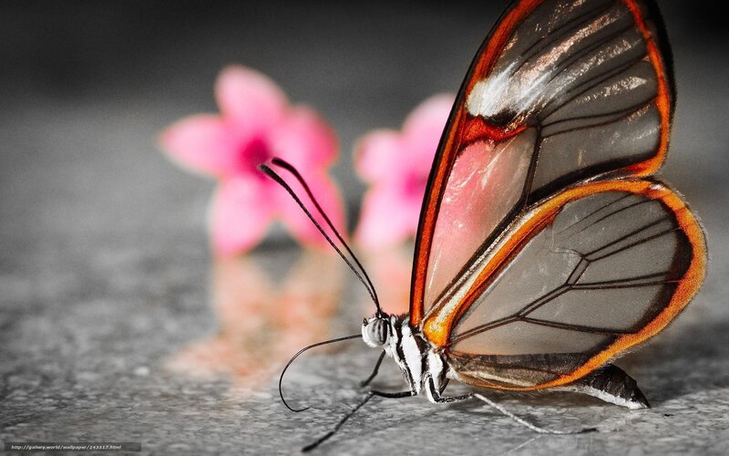 Glasswing Butterfly — Black, Dramatic
