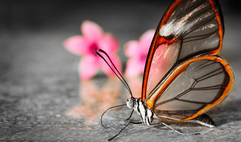Glasswing Butterfly — Black, Serene