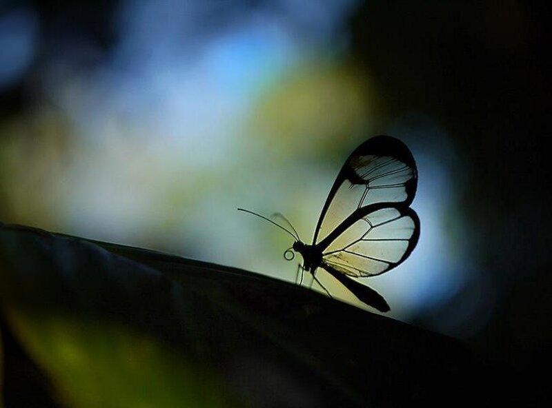 Glasswing Butterfly — Black