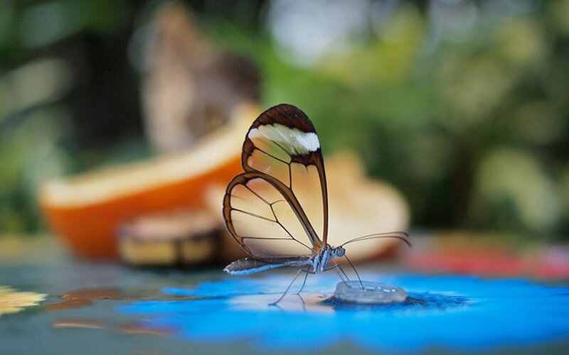 Glasswing Butterfly — Blue, Calm