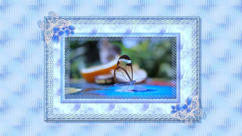 Glasswing Butterfly — Blue, Serene