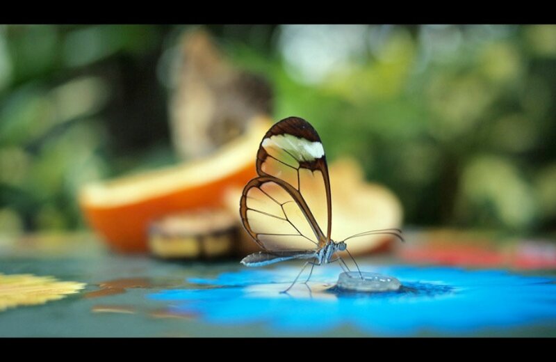 Glasswing Butterfly — Blue